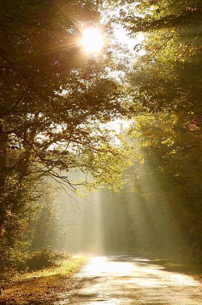 солнечный свет падает на страны дорога - forest sunbeam tree light стоковые фото и изображения