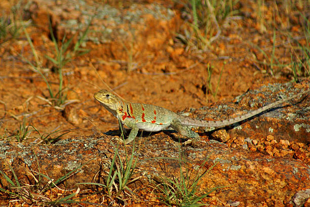 lézard à tête jaune - lizard collared lizard reptile animal photos et images de collection