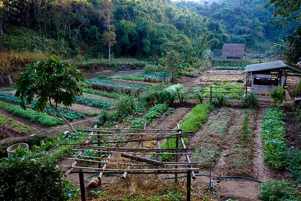 It's organic vegetatble garden, planted in North of Thailand.  