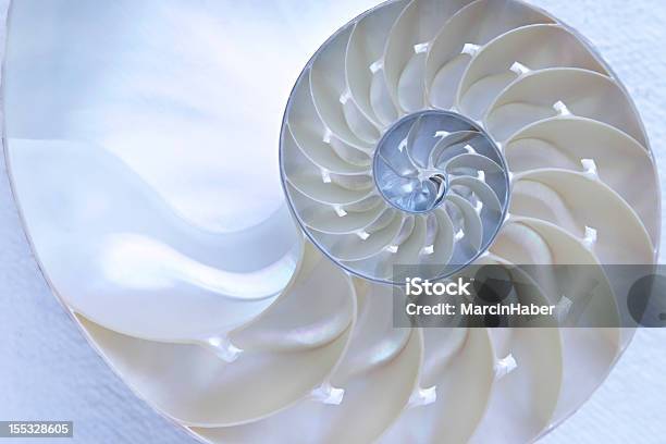Nautilus Shell Stock Photo - Download Image Now - Nature, Nautilus, Spiral