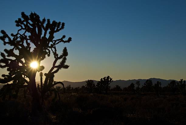 istock Joshua Tree at Sunrise - Mojave 155328791