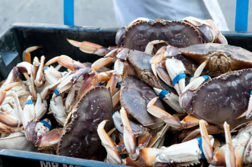 Big Container Full of Dungeness Crabs