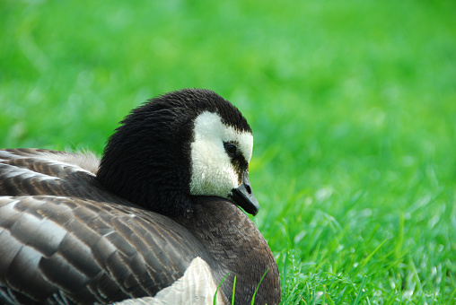 Close up of one Barnacle Goose.