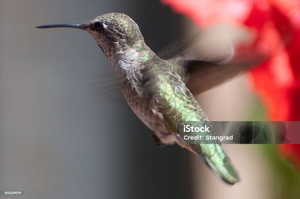 Bourdonnement d'oiseaux - Photo de Aile d'animal libre de droits