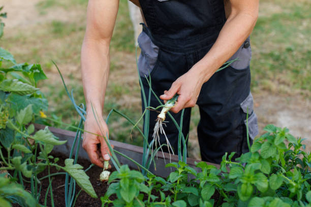 istock Farmer Harvesting Organic Onions 1553290271