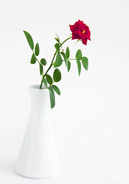 Red room rose in a small white vase