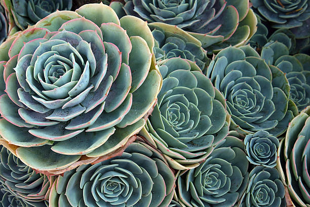 istock Grouping of green Aeonium tropical plants 155329075