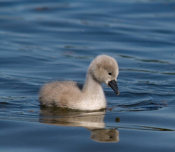 istock Signet in the Water 155329208