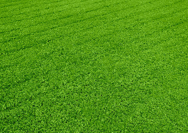 Striped grass stock photo