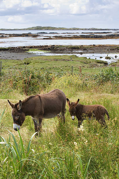 Donkeys along the Irish Atlantic Coast