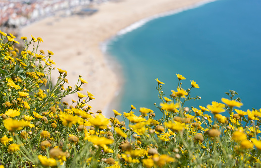 Springtime Low Angle View Trough yellow Flowering Meadow on a Beach in Greece