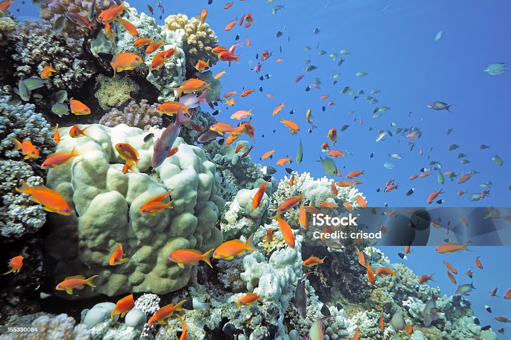 Scalefin peces en el arrecife - Foto de stock de Agua libre de derechos