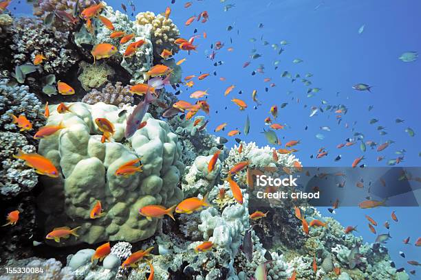 Scalefin Peces En El Arrecife Foto de stock y más banco de imágenes de Agua - Agua, Animal, Animales salvajes