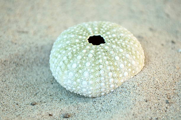 Sea Urchin stock photo