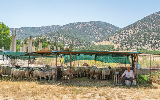 Tekke, Elmalı, Antalya, Türkiye-July 15, 2023: Alevi community visits and  commemorates Abdal Musa the alevi dervish, sacrifice and cook meats and eat alltogether at Tekke village, Elmalı, Antalya.
