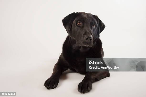 Czarny Labrador Z Ciekawski Wyrażenie - zdjęcia stockowe i więcej obrazów Białe tło - Białe tło, Czarny labrador, Fotografika