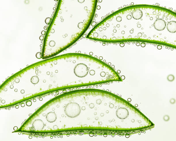 background of aloe slices background of aloe slices floating on the water surface with air bubbles on a light background, top view aloe vera gel stock pictures, royalty-free photos & images
