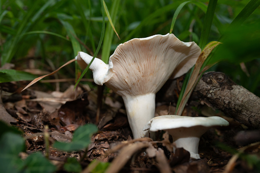 Two white Lactarius piperatus  mushrooms growing in forest