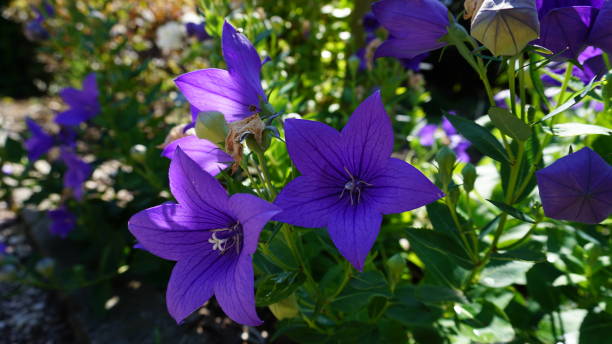 istock Wide-flowered bellflower in the botanical garden 1553313275