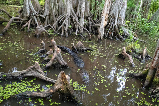 Alligator in the swamp