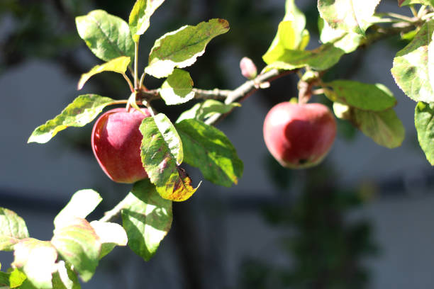 Two red apples on the apple tree. stock photo