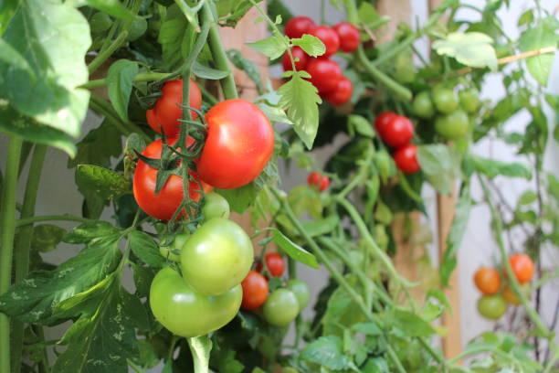 Homegrown organic red and green tomatoes on the vine. stock photo