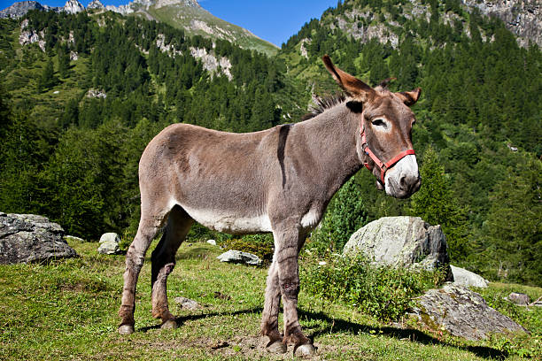 istock Donkey on Italian Alps 155332180