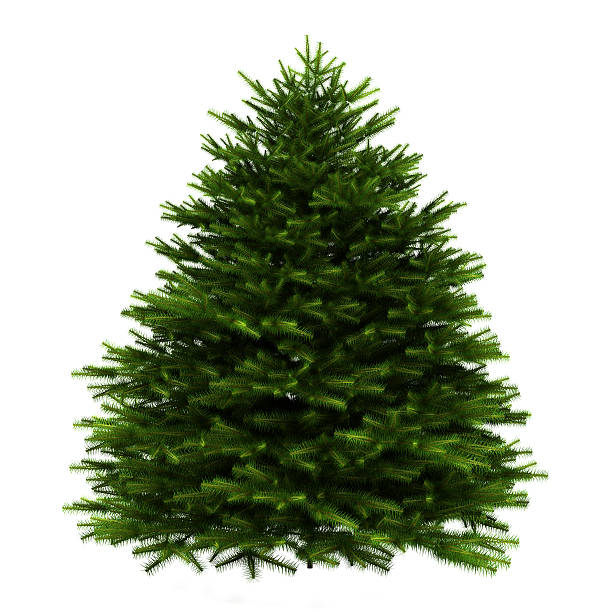 istock momi fir tree isolated on white background 155332910