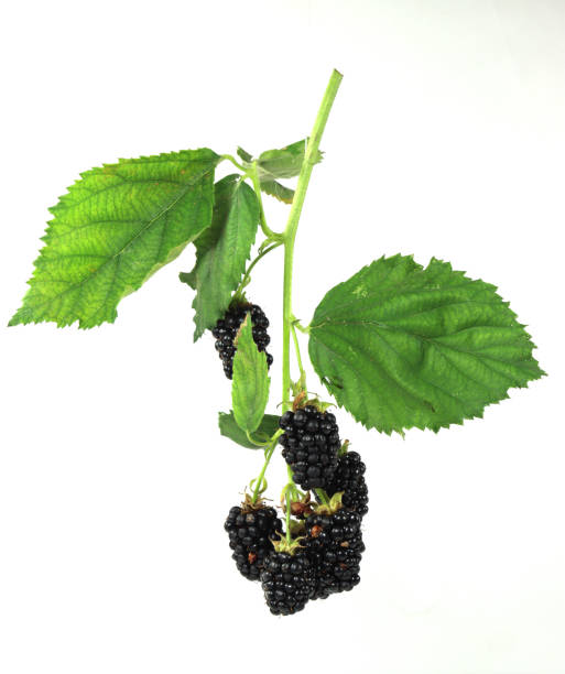 istock blackberry fruit isolated on white background with drops of juice- 1553329939