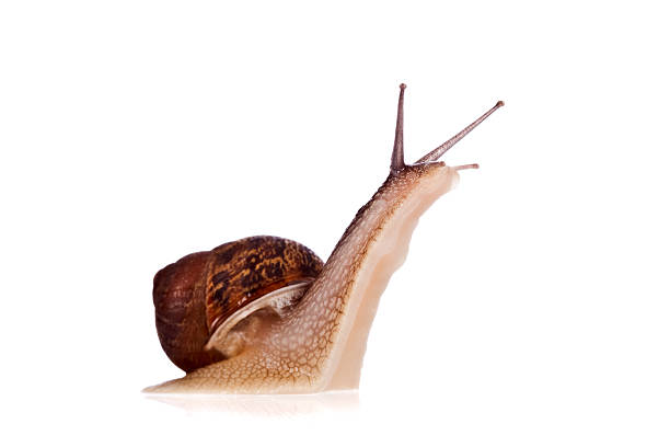 istock Garden snail looking up isolated on a white background 155333248