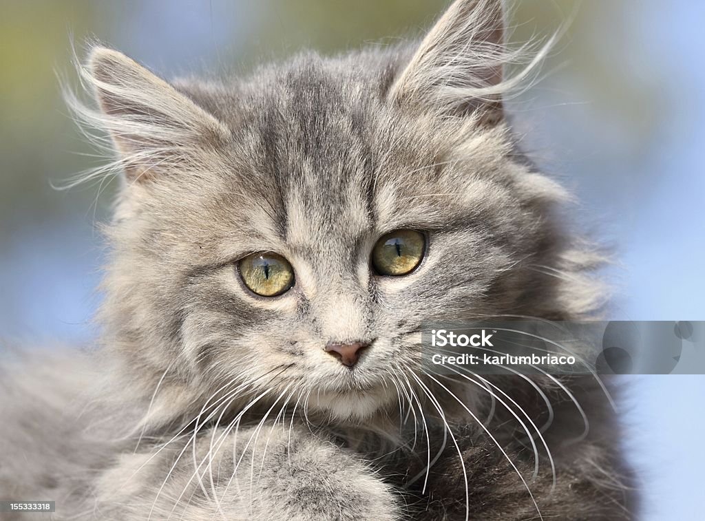 Лицо of kitten - Стоковые фото Голова животного роялти-фри