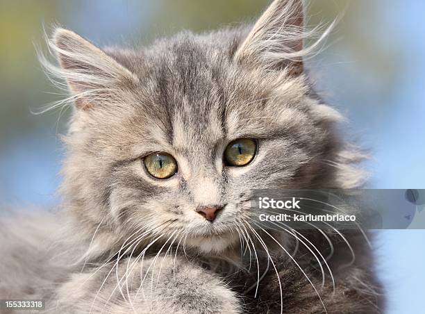 Лицо Of Kitten — стоковые фотографии и другие картинки Голова животного - Голова животного, Горизонтальный, Домашняя кошка