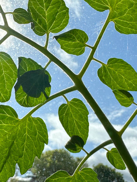 Tomato leaves growing in the sunlight. stock photo