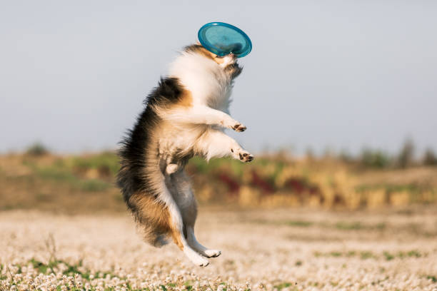 istock Shetland Shepherd in Action: Catching a Flying Disc. Dog Sports and Training 1553355973