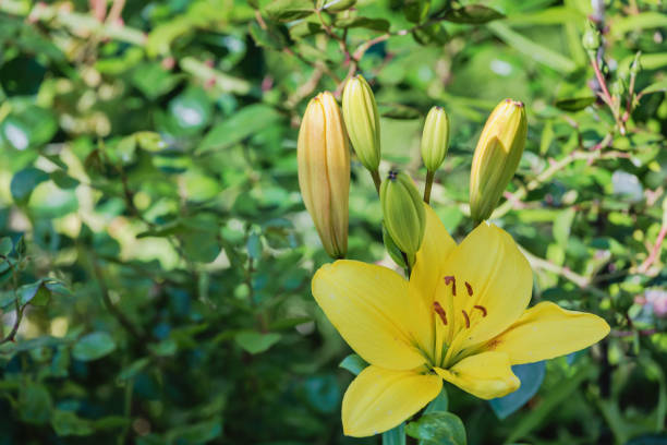 Yellow lily flower in garden, Russia