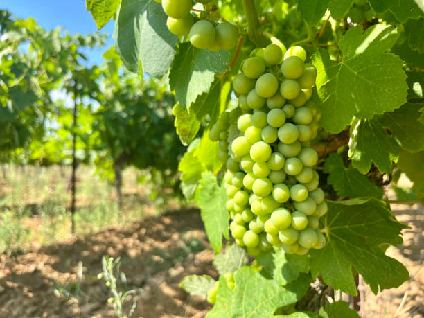 istock Ripening Vitis vinifera grapes on the field 1553362739