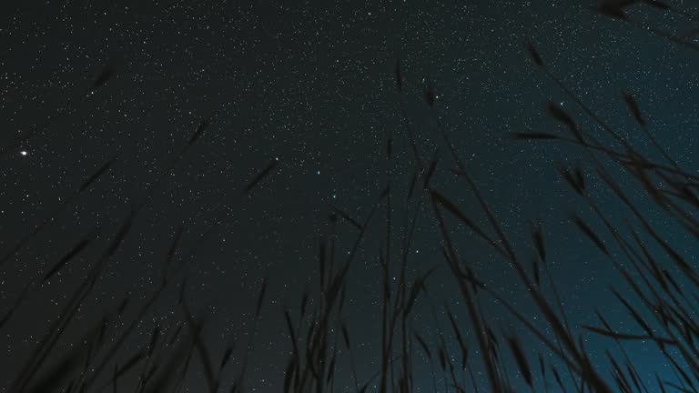 Bottom View. Rotate Motion. 4K Night Starry Sky With Glowing Stars And Meteoric Tracks Trails Above Young Wheat Sprouts In Summer Agricultural Season. Time Lapse, TimeLapse, Time-Lapse