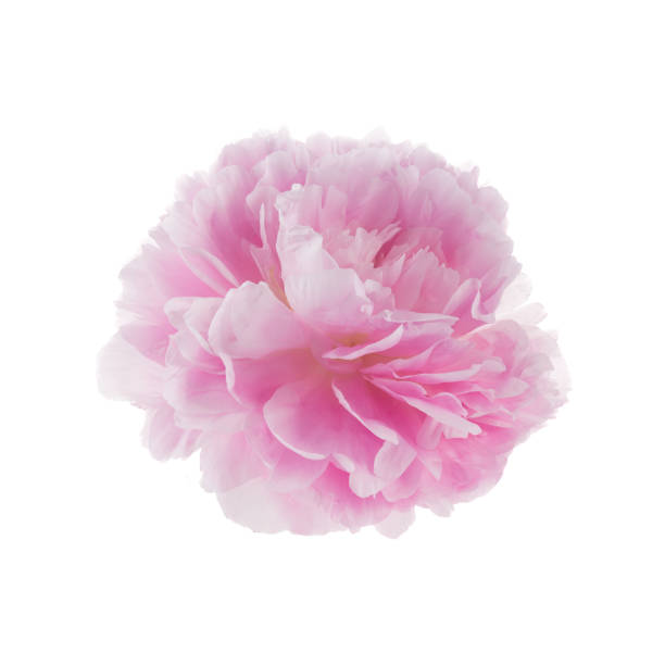 istock Pink peony flower isolated on white background 1553372144