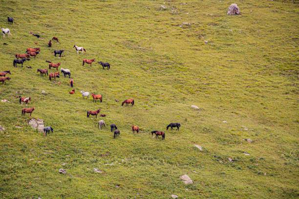 istock Armenian mountains in summer 1553373427