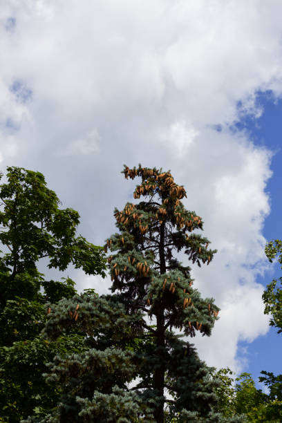 abetos azules en el parque kharkov - spruce tree colorado blue blue spruce fotografías e imágenes de stock