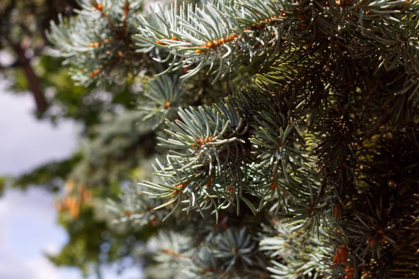 abetos azules en el parque kharkov - spruce tree colorado blue blue spruce fotografías e imágenes de stock