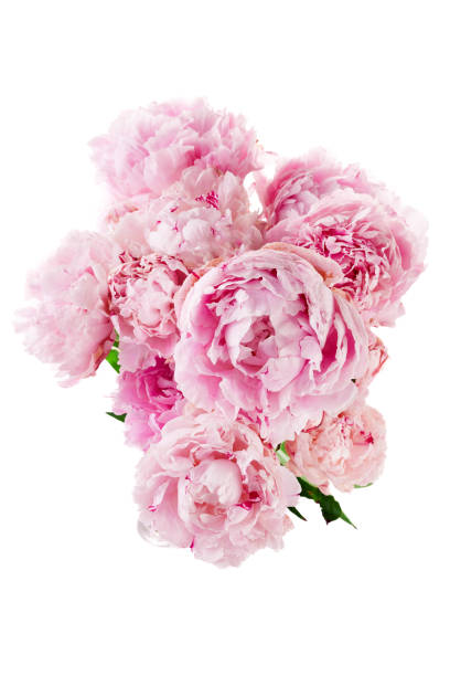 istock Pink peony flower isolated on white background 1553383663