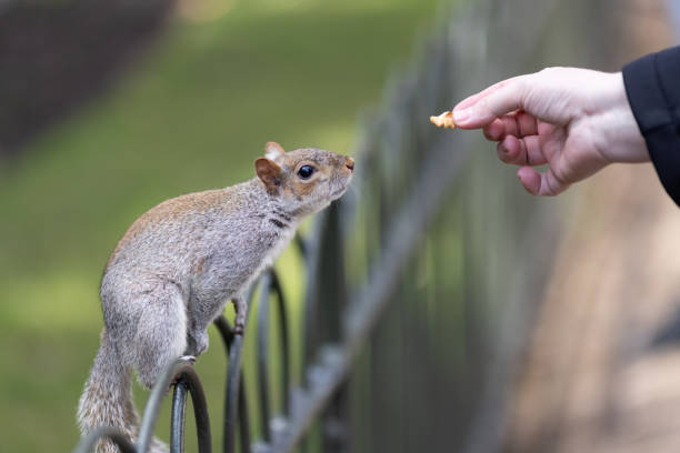 istock Close up of a grey squirrel eating from a persons hand 1553395547