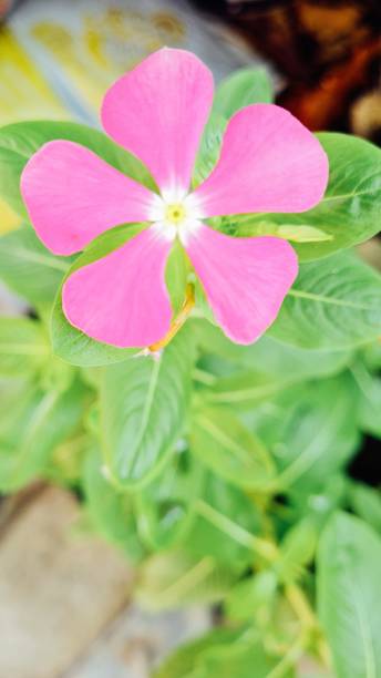 istock pink watercress flower photo 1553396631