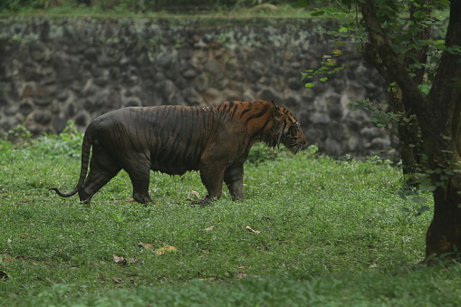 sumatran tiger behavior in conservation