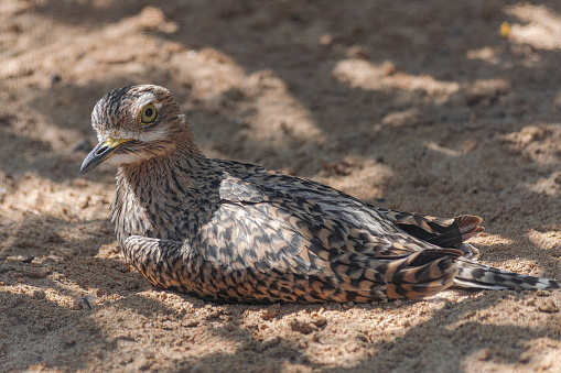 spotted thick-knee portrait (Burhinus capensis) sitting on sand with sunlight and shadow