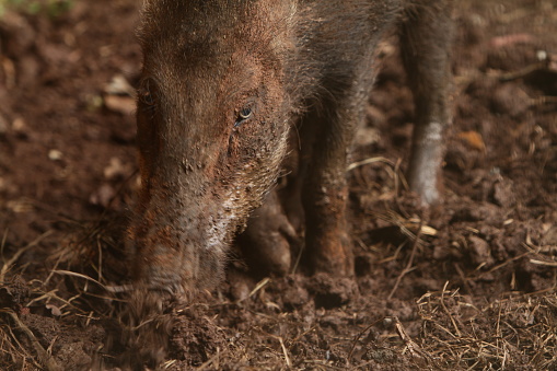 wild boar behavior in the fields