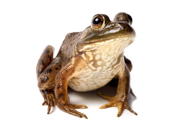 A bullfrog isolated against a white background stock photo