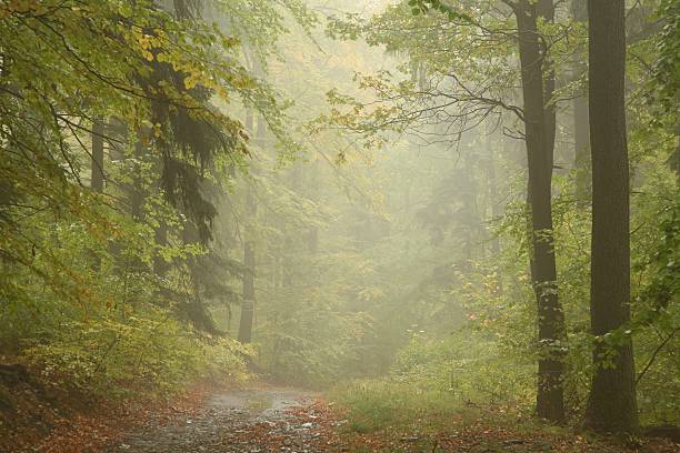 istock Autumn forest in the fog 155341650