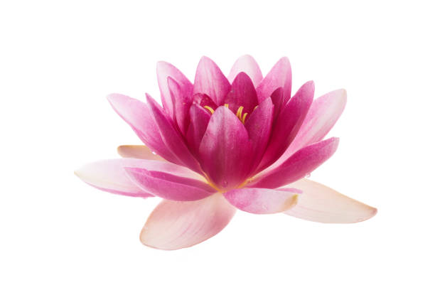 istock Lotus or water lily flower isolated on white background 1553420640